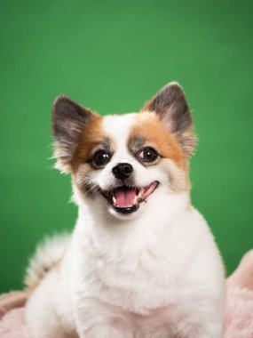 Pomeranian Spitz 'in sevimli pofuduk köpeğinin portresi. Yeşil arka planda yatan gülümseyen küçük bir köpek. Metin için alanı kopyala.