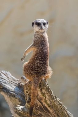 Güneş banyosu yapan ve kayaların üzerinde oturan bir mirket hayvanı.
