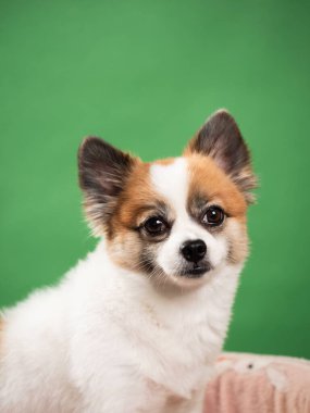 Pomeranian Spitz 'in sevimli pofuduk köpeğinin portresi. Yeşil arka planda yatan gülümseyen küçük bir köpek. Metin için alanı kopyala.