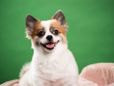 Pomeranian Spitz 'in sevimli pofuduk köpeğinin portresi. Yeşil arka planda yatan gülümseyen küçük bir köpek. Metin için alanı kopyala.