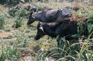 Sri Lanka 'da bir Afrika sığırı.
