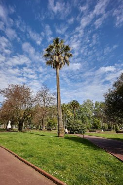 Güneşli bir günde İspanya 'nın Bilbao kentindeki Dona Casilda Iturrizar parkındaki güzel bir palmiye ağacının alçak açılı çekimi.