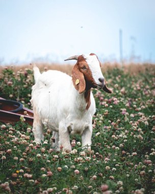 Almanya 'da otlakta tatlı bir keçi