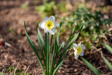 Bir tarlada çiçek açan nergislerin kapalı çekimi.