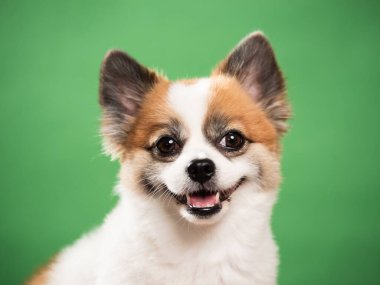 Pomeranian Spitz 'in sevimli pofuduk köpeğinin portresi. Yeşil arka planda yatan gülümseyen küçük bir köpek. Metin için alanı kopyala.