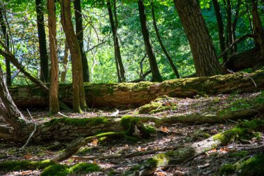 Ne 'nin kum tepelerinde çekilen