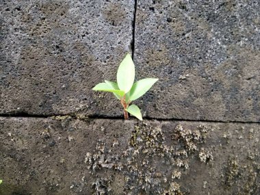 Duvarın kenarlarında yetişen bir bitki.