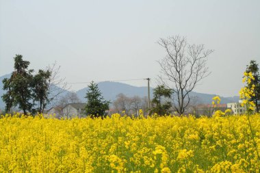 Kırsal alanda sarı çiçekli bir tarlada bir ağaç.
