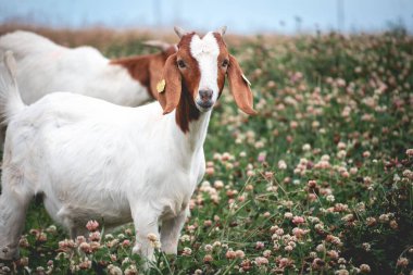 Almanya 'da otlakta tatlı bir keçi