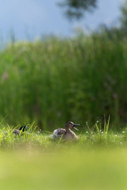 Güneşli bir günde çimlerin üzerinde yürüyen sevimli bir ördeğin dikey sığ odağı.