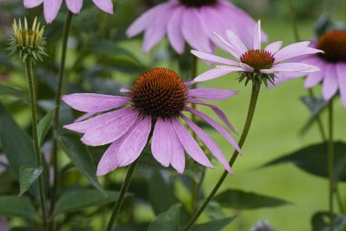 Mor koni çiçeklerinin yakın çekimi.