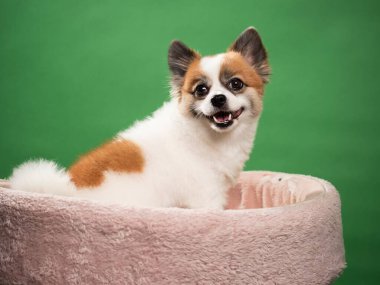 Pomeranian Spitz 'in sevimli pofuduk köpeğinin portresi. Yeşil arka planda yatan gülümseyen küçük bir köpek. Metin için alanı kopyala.