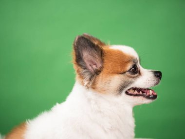 Pomeranian Spitz 'in sevimli pofuduk köpeğinin portresi. Yeşil arka planda yatan gülümseyen küçük bir köpek. Metin için alanı kopyala.