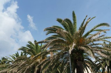 İtalya 'da yazın bulutlu bir gökyüzünün altında kocaman palmiye ağaçlarının alçak açılı güzel bir görüntüsü.
