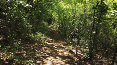 Orman manzarası bir yolda yürüyor.