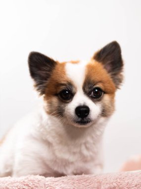 Pomeranian Spitz 'in sevimli pofuduk köpeğinin portresi. Beyaz arka planda yatan gülümseyen küçük bir köpek. Metin için alanı kopyala.