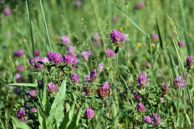 Bir tarladaki kırmızı yonca çayırı
