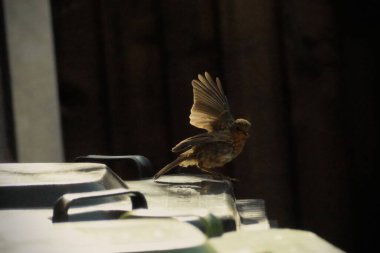 Genç Robin, İngiltere 'de kanatlı bir çöp kutusunda