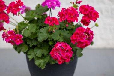 Sardunyalar siyah bir saksıda çiçek açıyor..