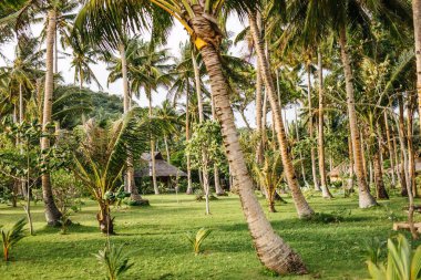 Güneşli bir günde tropik palmiye ağaçları