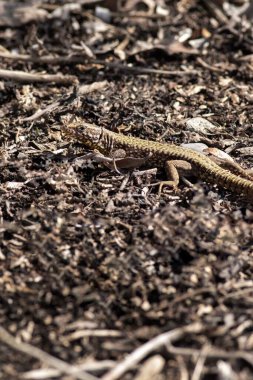 Kurumuş zeminde bir kertenkelenin yakın çekimi.