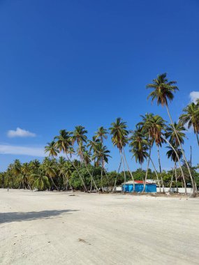 Güneşli bir günde kumsalda palmiye ağaçlarının dikey görüntüsü.