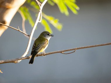 Lemon Bellied Flycatcher 'ın ya da Microeca Flavigaster' ın bir dala tünediği yakın plan fotoğrafı.