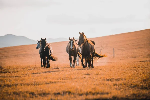 Pohled Krásné Koně Běžící Poli — Stock fotografie