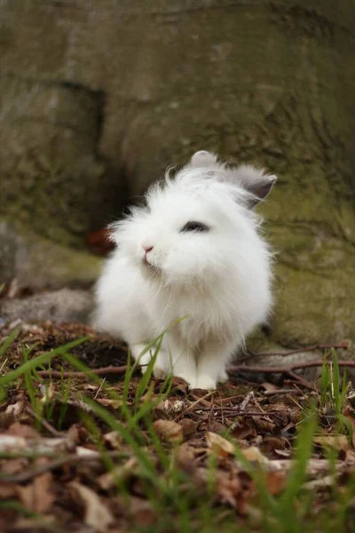Вертикальний Знімок Милого Білого Кролика Сидить Надворі Перед Великим Стовбуром — стокове фото