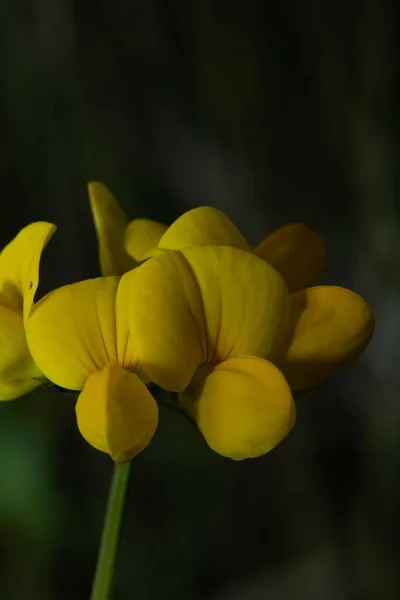 Closeup Shot Lotus Corniculatus Plant — Stock Photo, Image