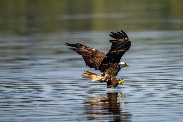 Hermoso Águila Calva Con Alas Extendidas Garras Extendidas Sumergiéndose Lago —  Fotos de Stock