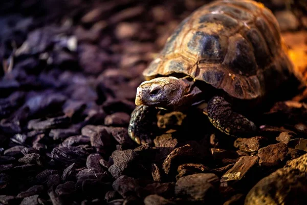Крупный План Черепахи Камнях — стоковое фото