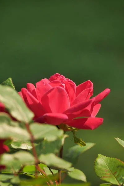 Ένα Κάθετο Πλάνο Ενός Πλήρως Ανθισμένου Διπλού Κόκκινου Τριαντάφυλλου Στον — Φωτογραφία Αρχείου