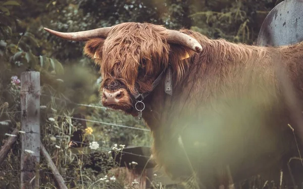 Horský Dobytek Pastvinách Německu — Stock fotografie