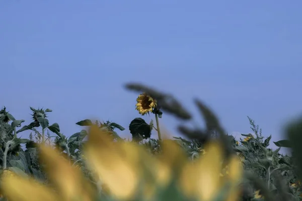 一些向日葵被描绘成古色古香或恐怖的样子 — 图库照片