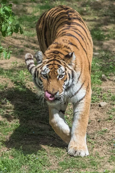 Bengal Kaplanı Güzel Hayvan Yakın Portre — Stok fotoğraf