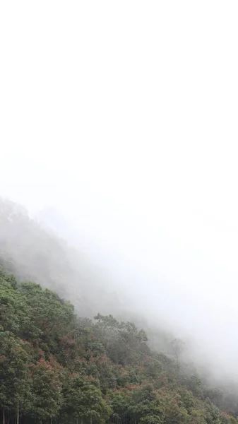 Μια Κάθετη Λήψη Ομίχλης Πάνω Από Πράσινα Δέντρα — Φωτογραφία Αρχείου