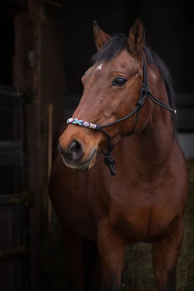 Bir Ahırın Girişinde Yapımı Halatla Kahverengi Safkan Bir Atın Yakın — Stok fotoğraf