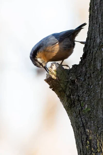 Eine Nahaufnahme Eines Europäischen Rotkehlchens — Stockfoto