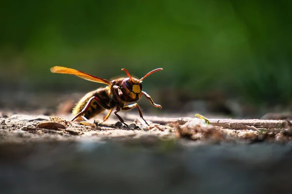 Bedårande Liten Europen Geting Promenader Marken Solig Skog Suddig Grön — Stockfoto