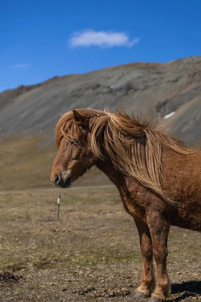 Portrét Hnědého Islandského Koně Poloostrově Snaefellsnes — Stock fotografie