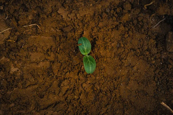 A closeup of a little plant with green leaves growing on the ground