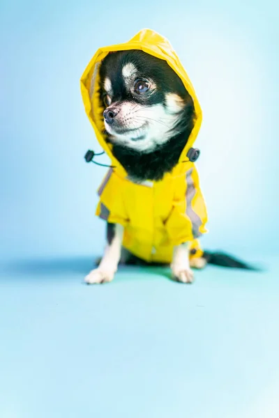 Eine Vertikale Aufnahme Eines Niedlichen Kleinen Hundes Einem Gelben Kostüm — Stockfoto