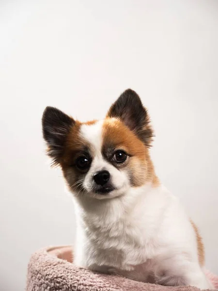 ポメラニアン スピッツのかわいいふわふわの子犬の肖像 小さな笑みを浮かべて犬の白い背景に横たわっている テキストのコピースペース — ストック写真