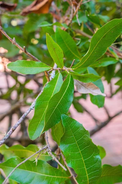 Yeşil Yapraklı Bir Ağaç Dalının Dikey Yakın Çekimi — Stok fotoğraf