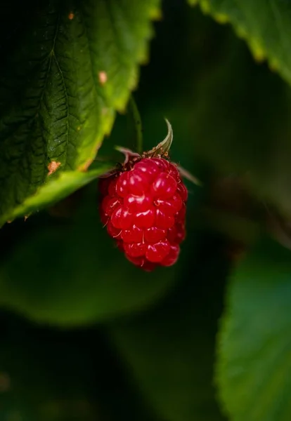 Primer Plano Frambuesa Fresca Madura — Foto de Stock