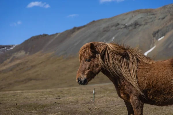 Cavalo Islandês Marrom Península Snaefellsnes — Fotografia de Stock