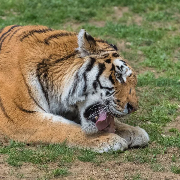 Бенгальский Тигр Красивое Животное Близкий Портрет — стоковое фото