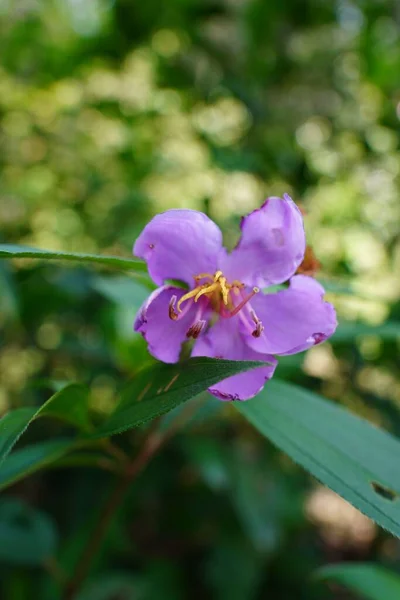 Close Uma Flor Roxa Contra Fundo Borrado — Fotografia de Stock