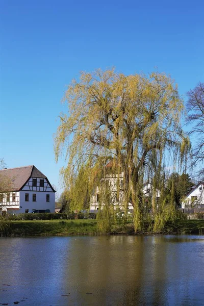 A vertical shot of a willow tree at the coast of a lake with buildings in the background on a sunny day